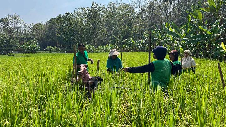 petani